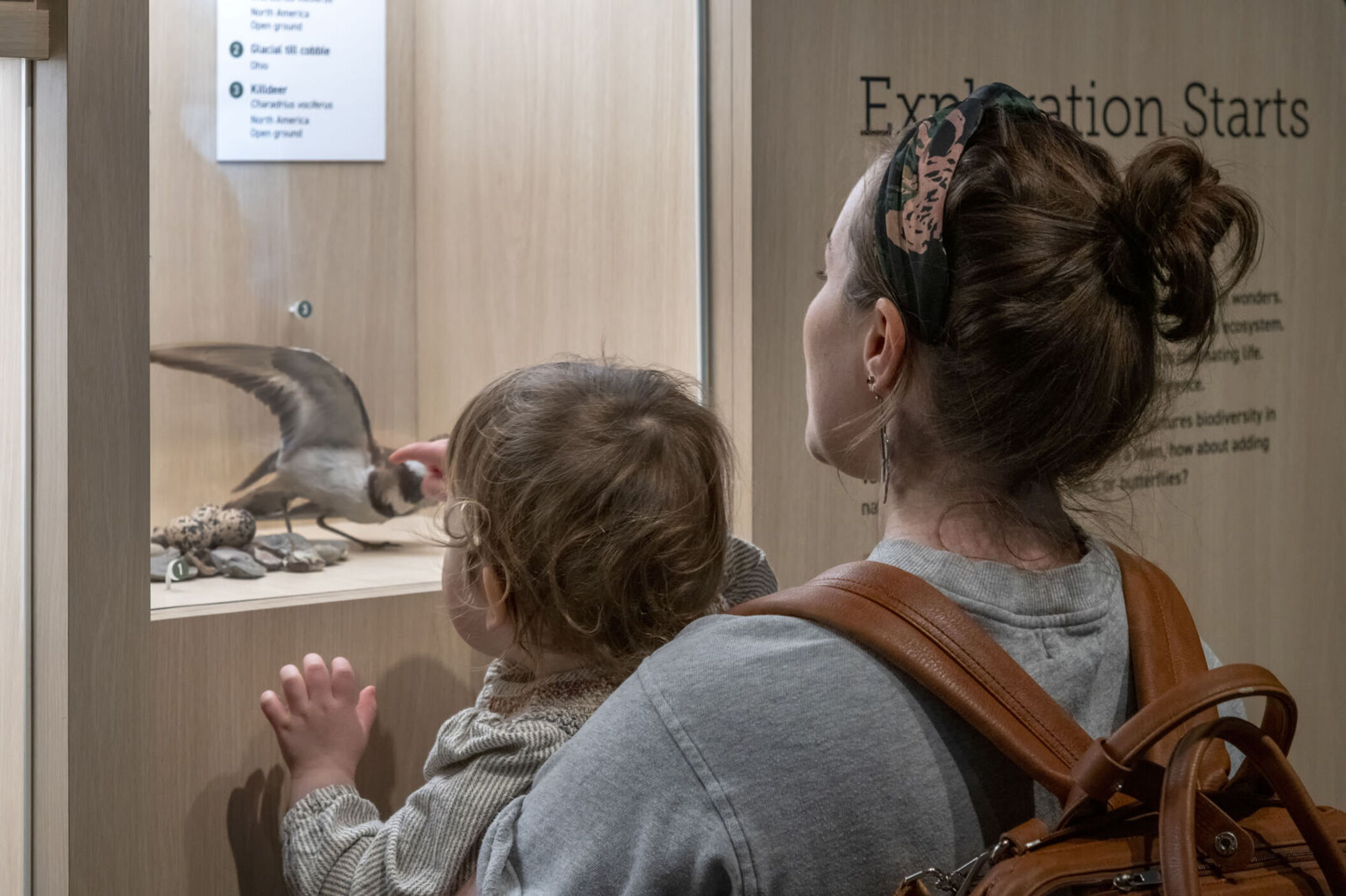 Visitors observe bird specimens in the Museum's Ames Family Curiosity Center.