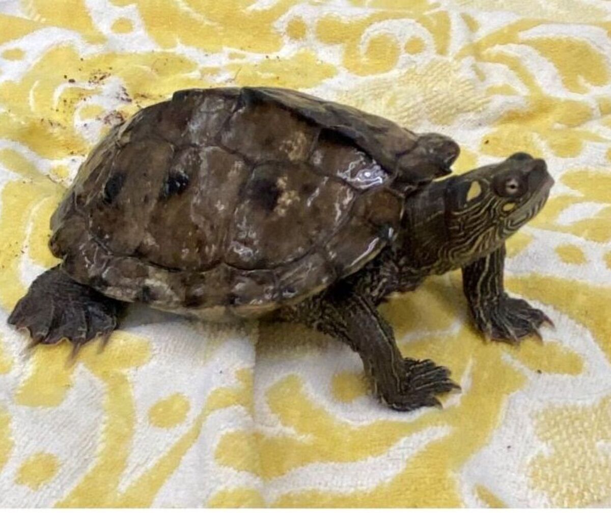 Picture of Atlas, the common snapping turtle
