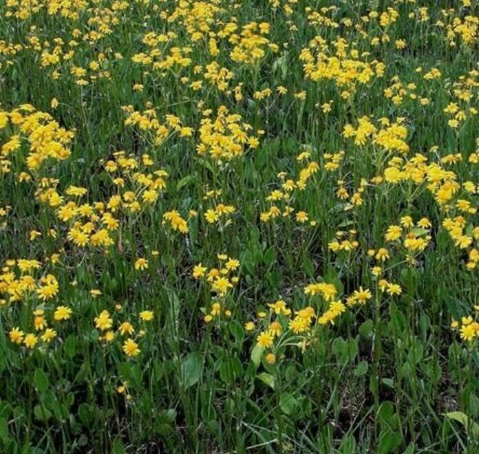 Balsam squaw-weed