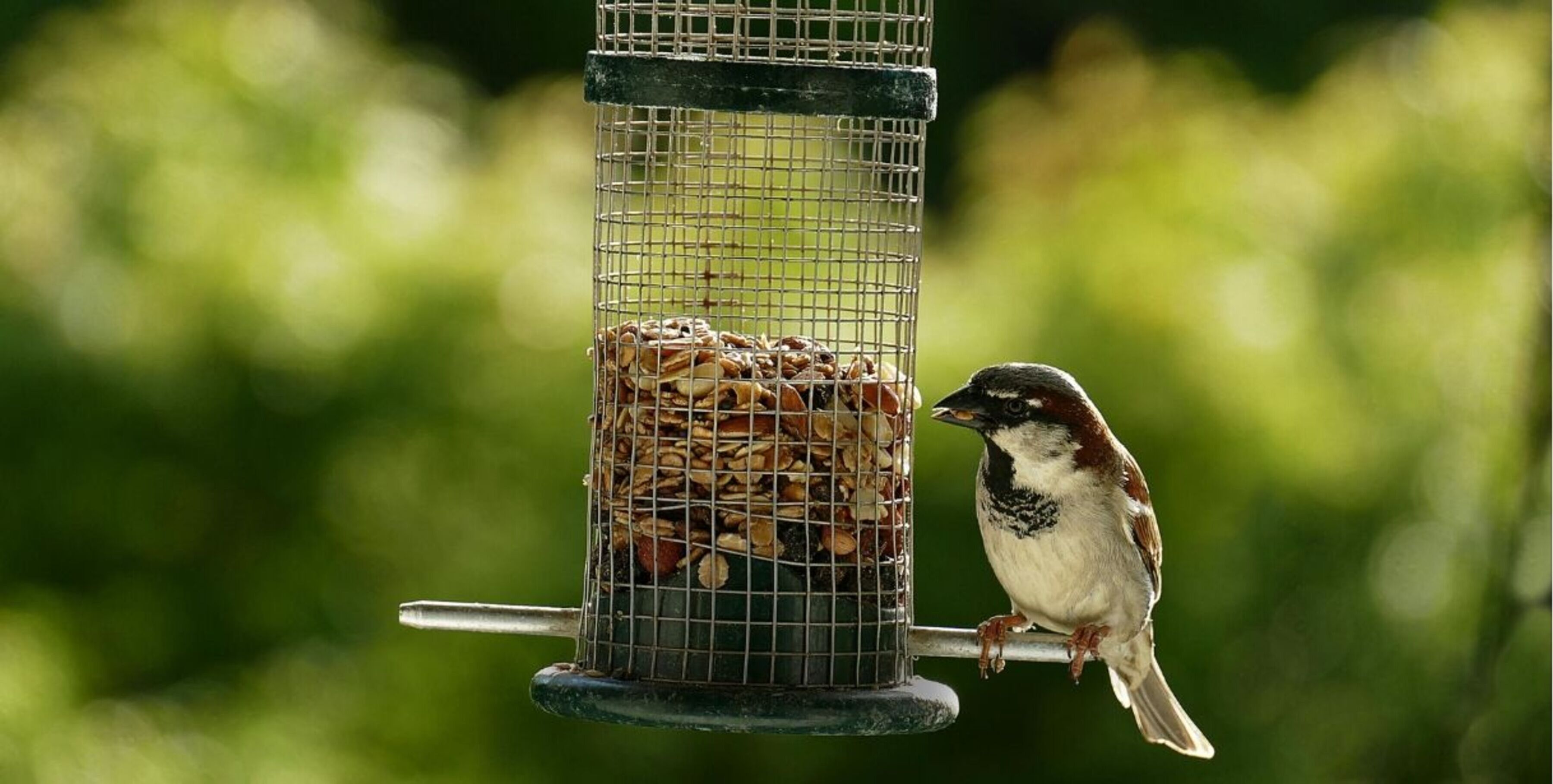 Picture of a small bird eating seeds and nuts from a round metal feeder
