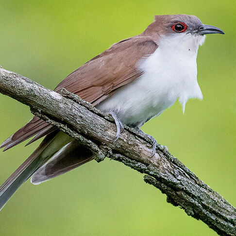 Black billed cuckoo © Kyle Tansley