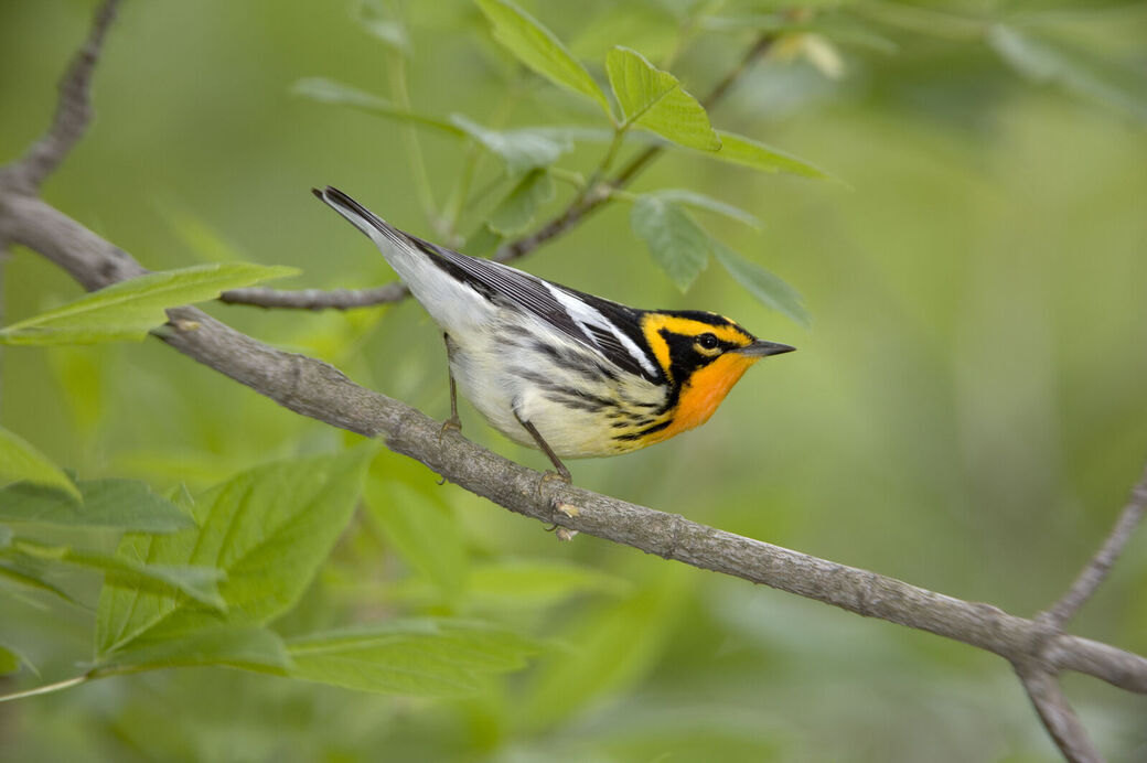 Blackburnian warbler