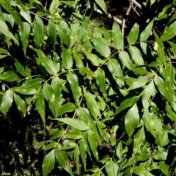 Blueashleaves