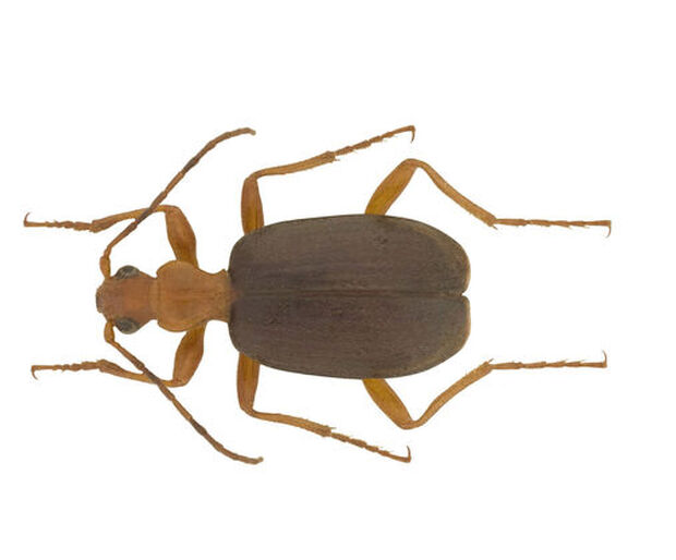 Bombardier beetle
