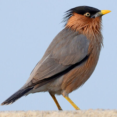 Brahminy starling © Rajesh Mangal