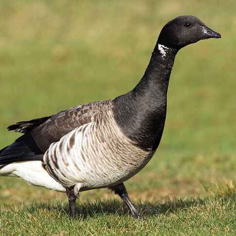Brant © Evan Lipton