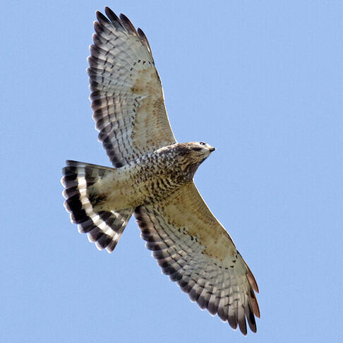 Broad winged hawk © David Brown