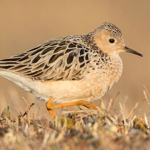 Buff breasted sandpiper © Ian Davies