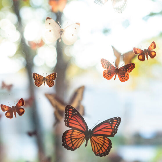 Butterflies