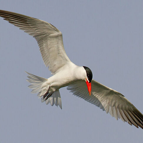 Caspian tern © Sasha Cahill