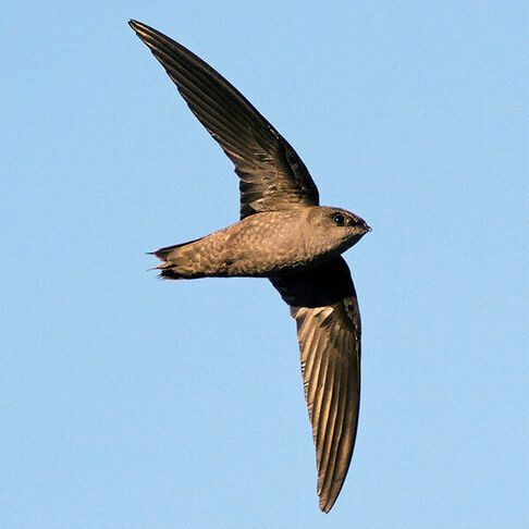 Chimney swift  © Peter F