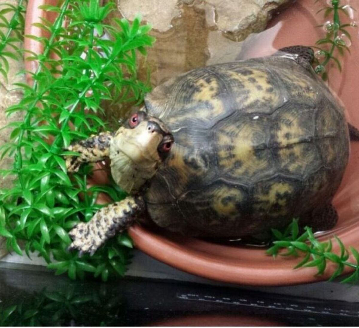 Close up image of Chip, the eastern box turtle, staring at the camera
