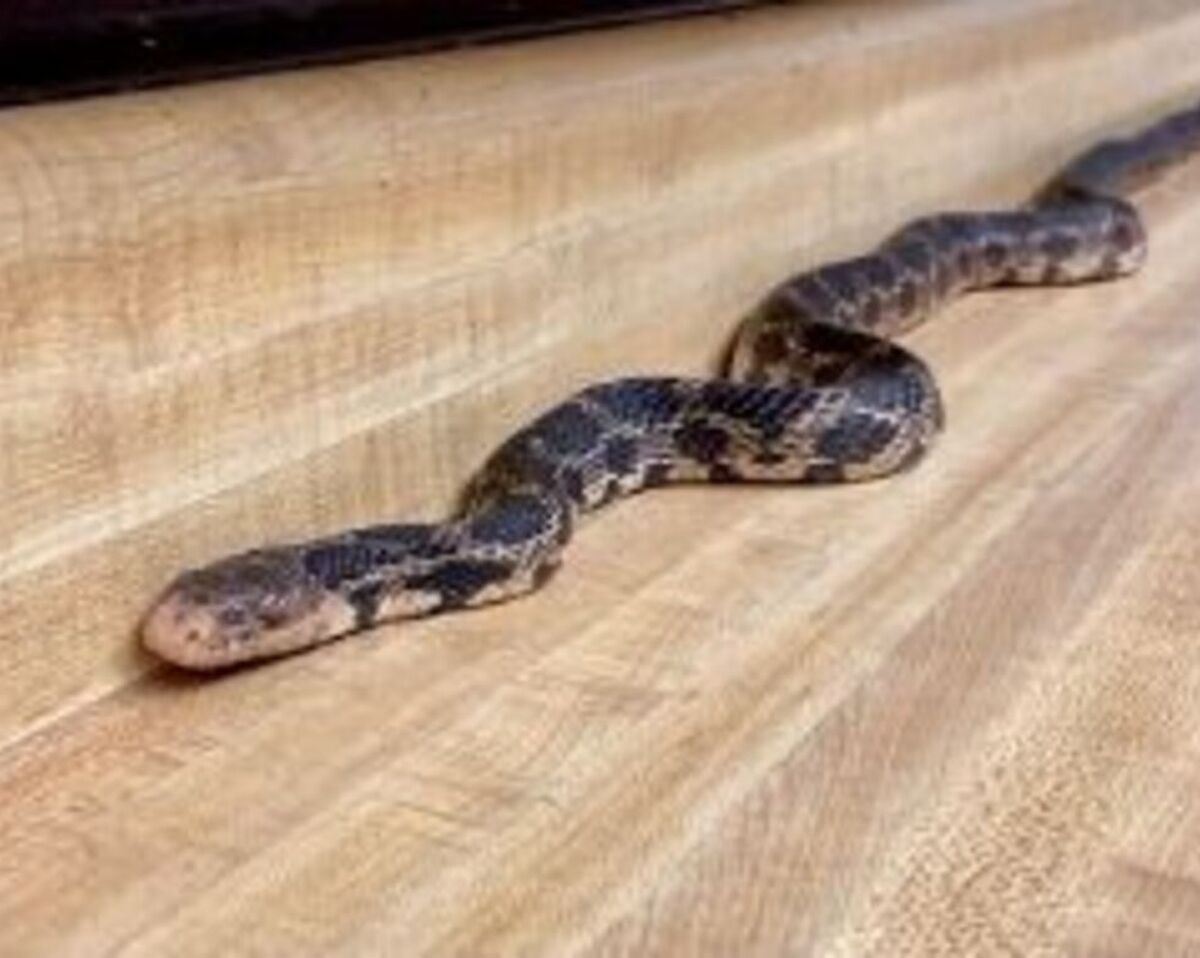 Image of Cleo, the eastern fox snake