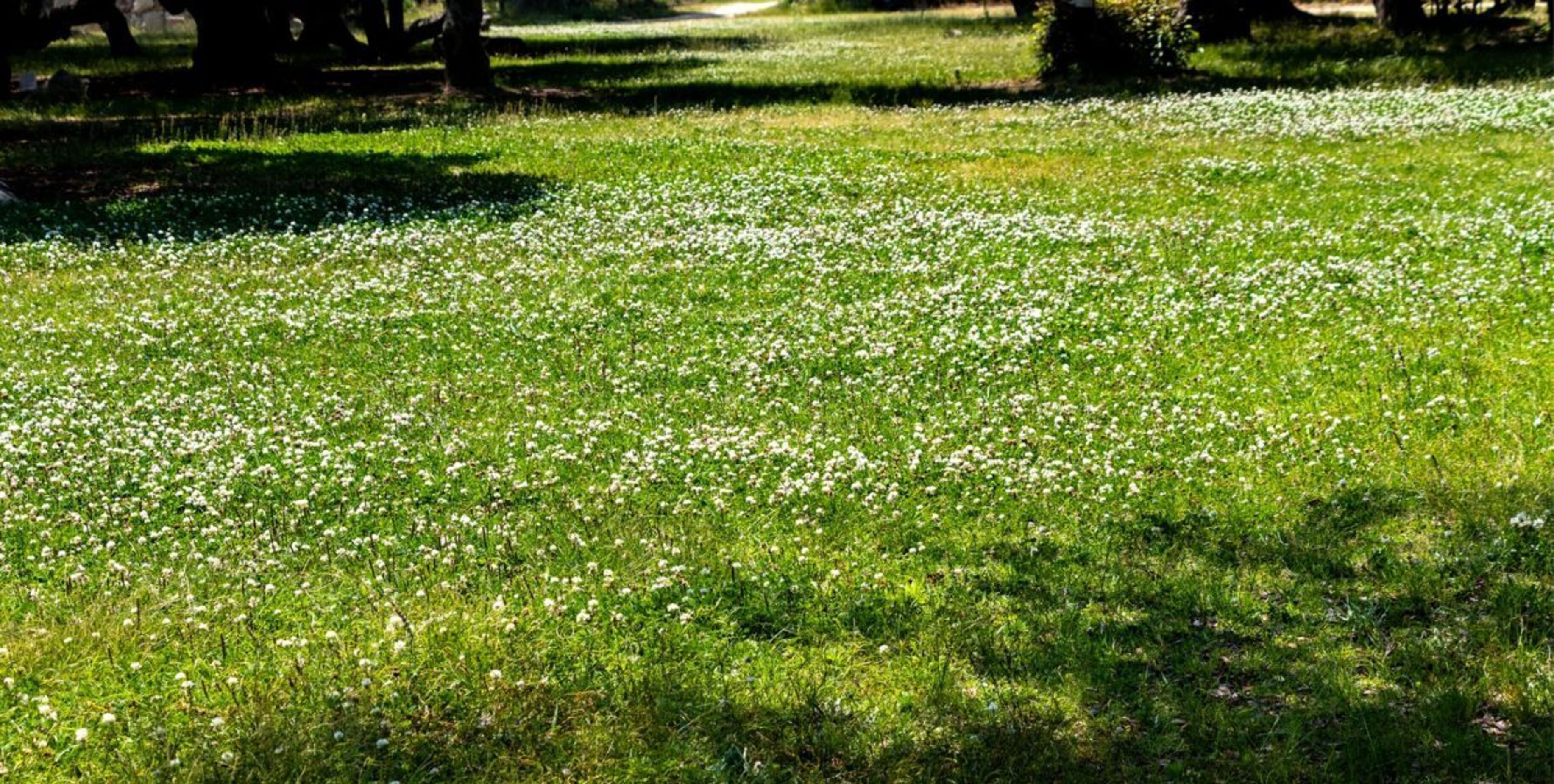 A picture of a lawn of white clover