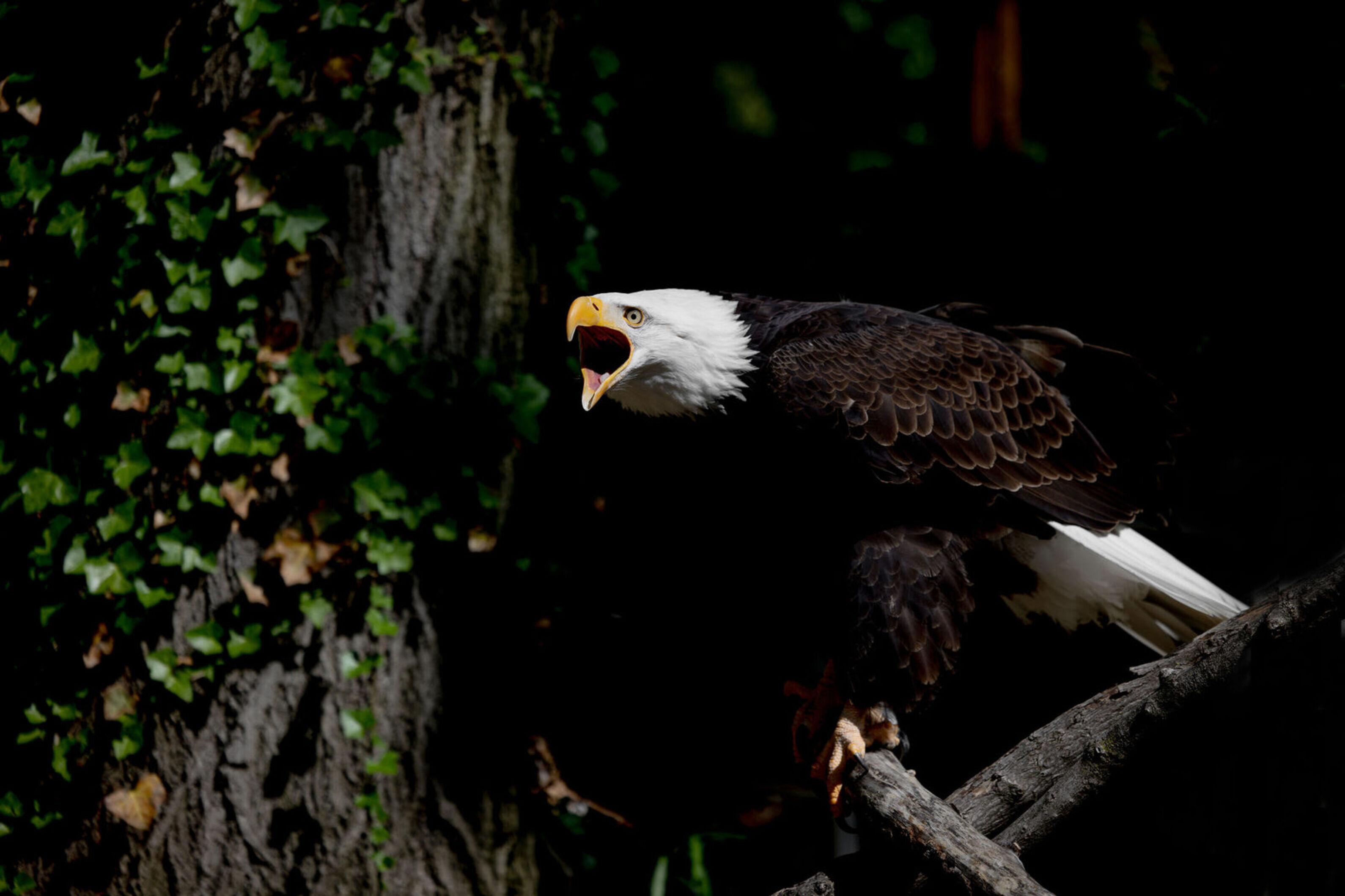 Ab bald eagle sitting on a branch and screeching