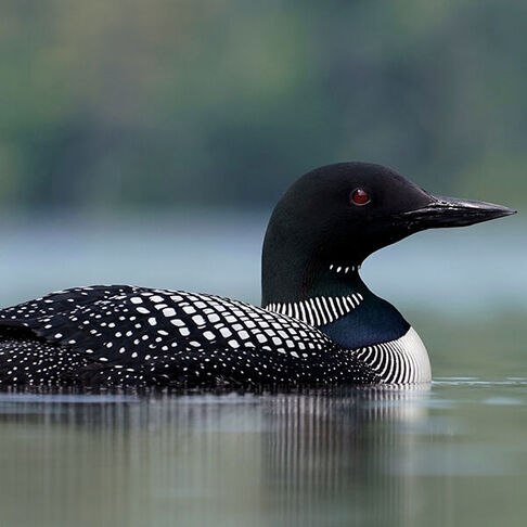 Common loon © Christian Hagenlocher