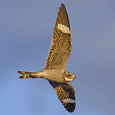 Common nighthawk © Ronnie d'Entremont