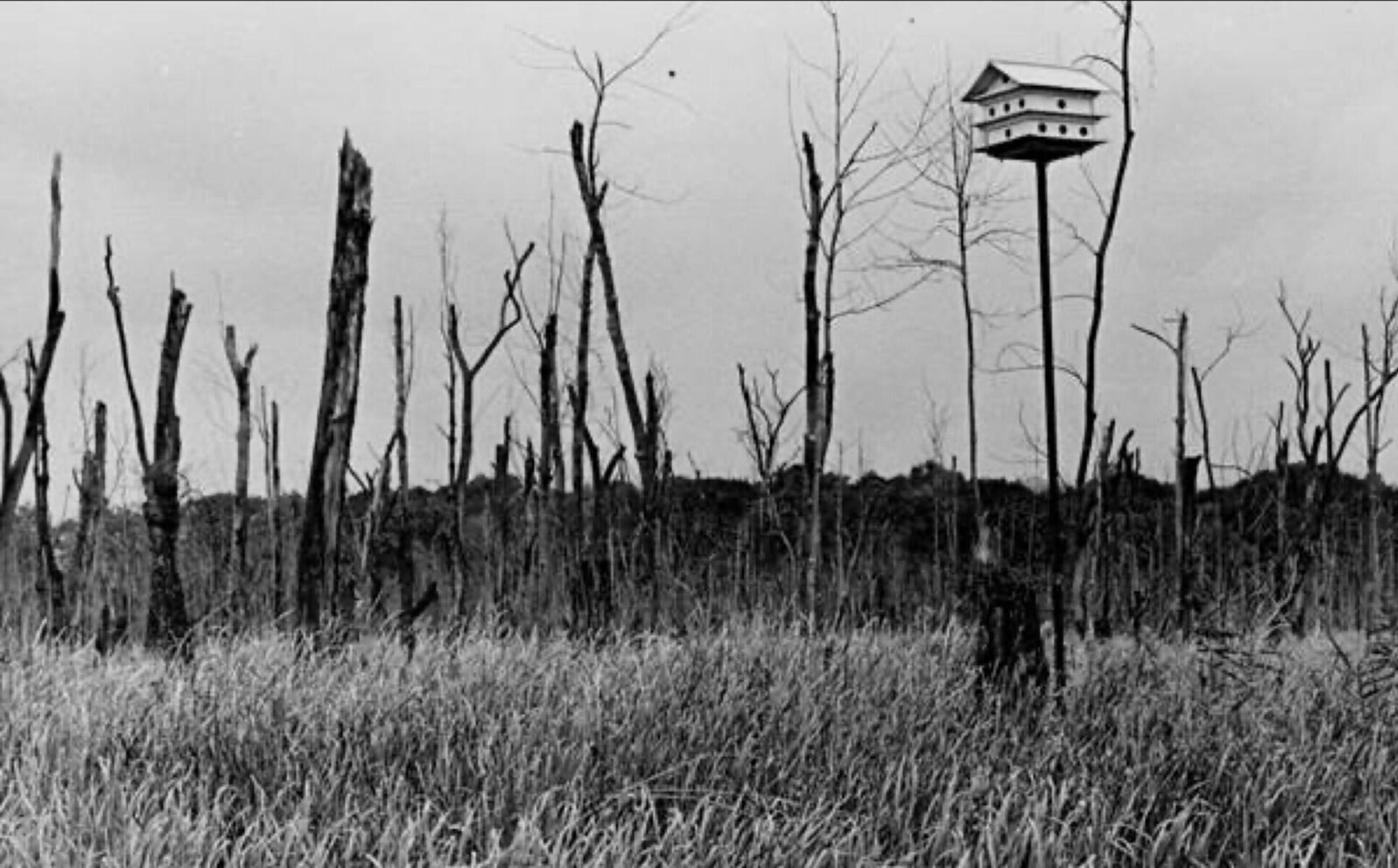 Deadtreesatmentormarsh1967