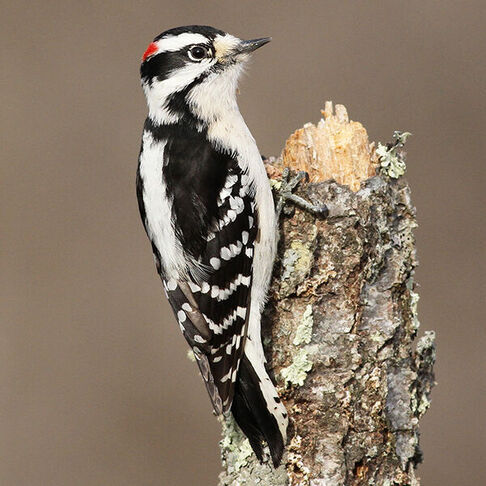 Downy woodpecker © Evan Lipton