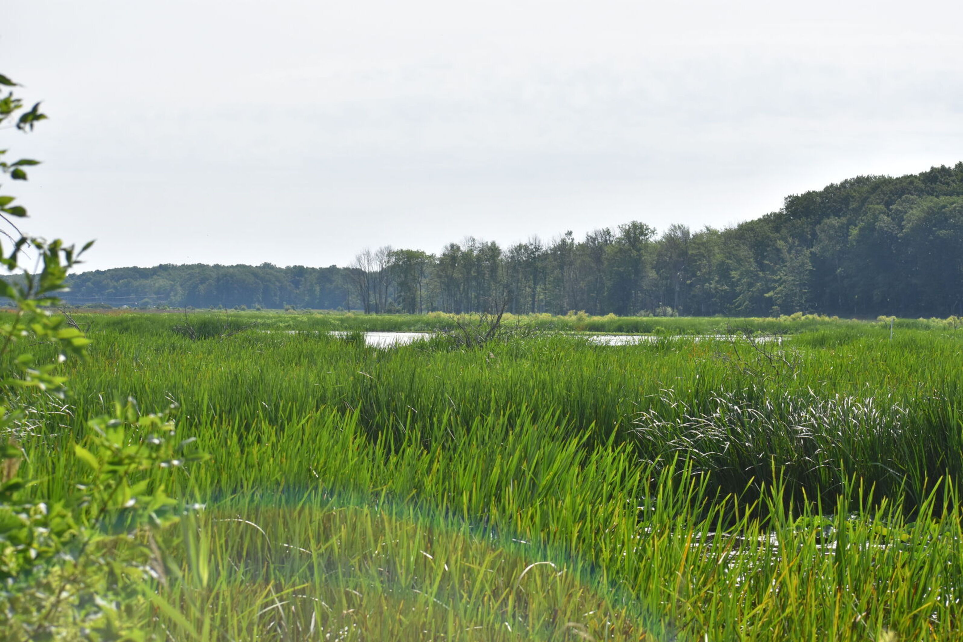 Mentor Marsh wetlands