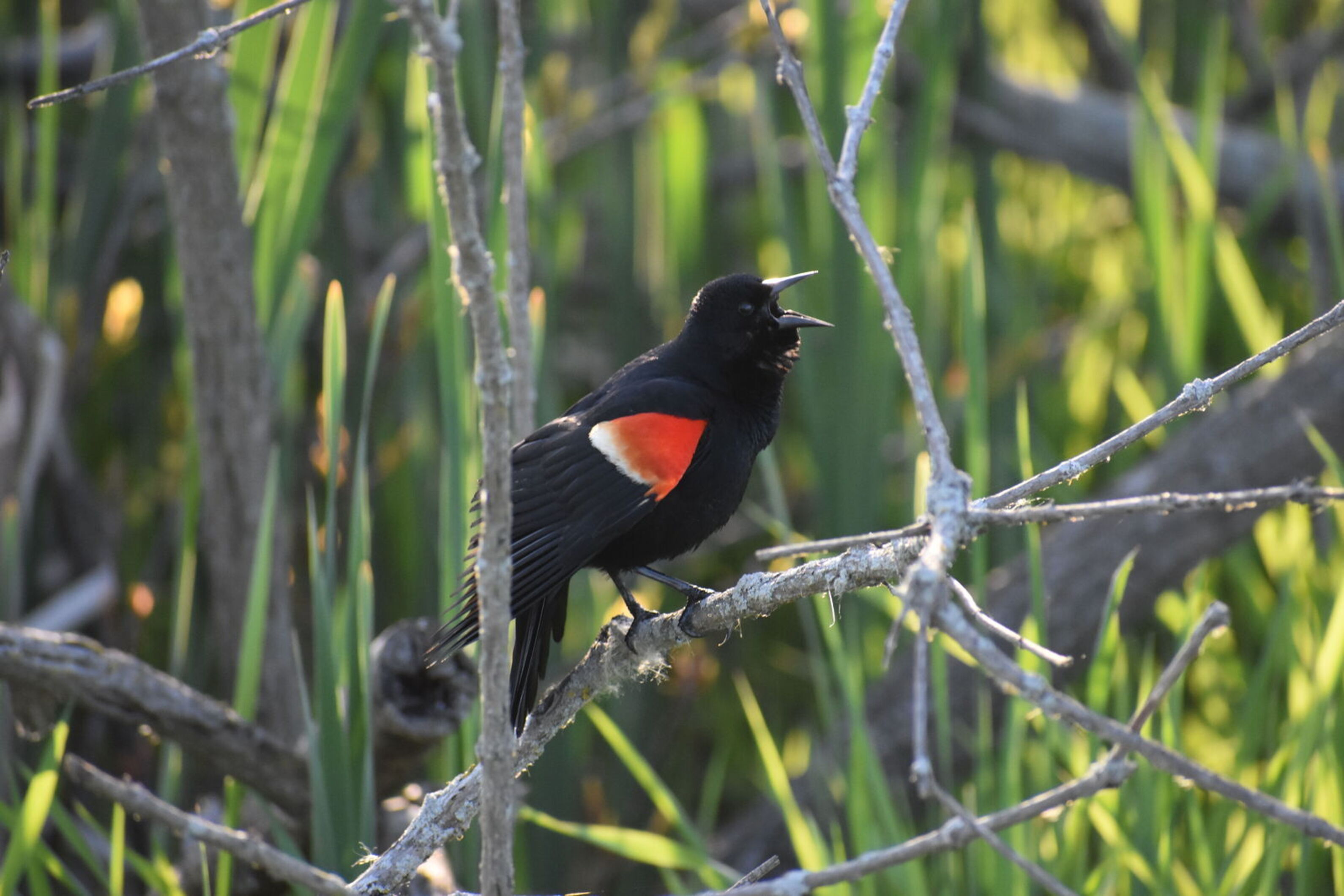 Male red-winged blackbird sitting on branches in tree