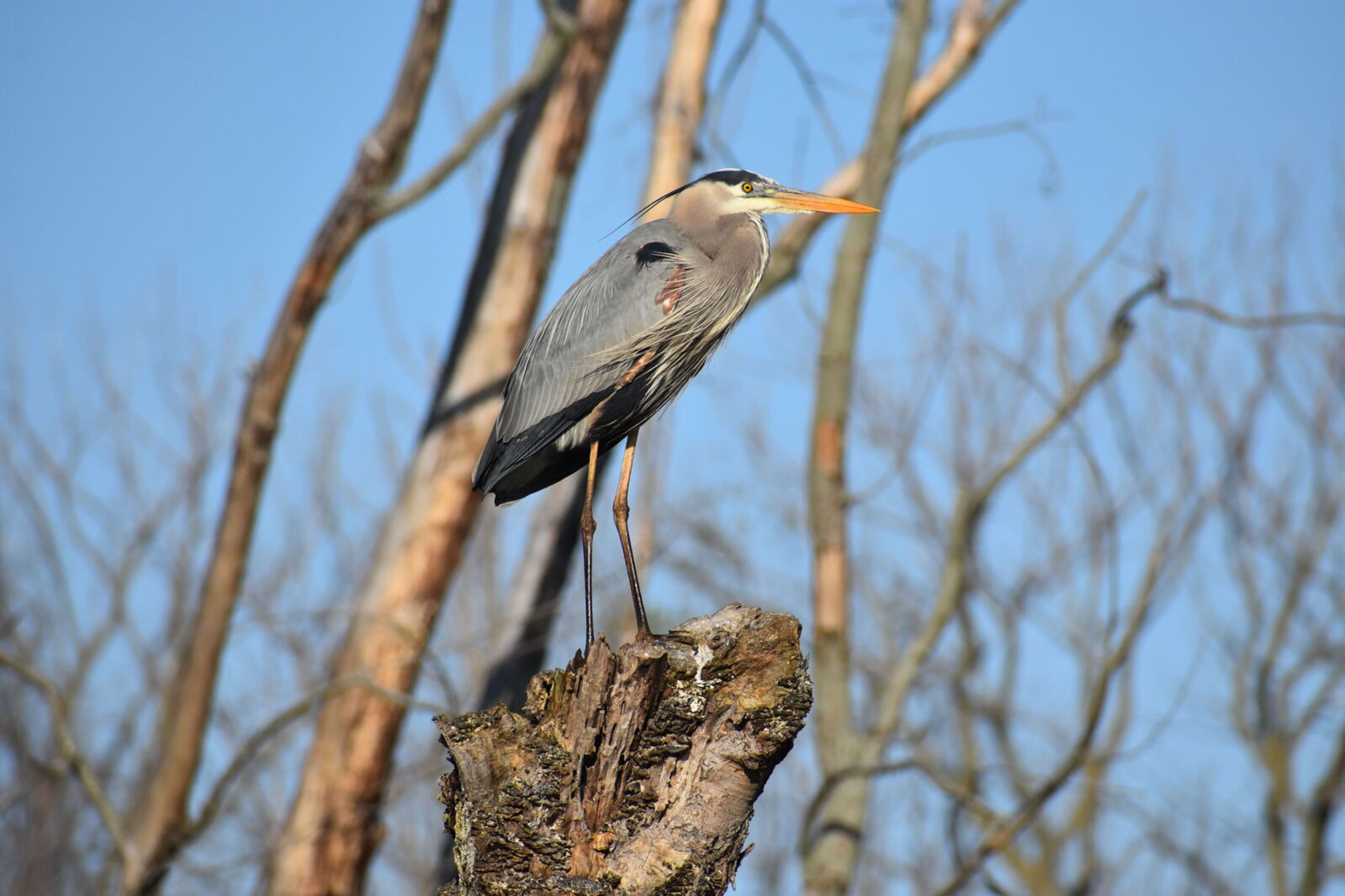 Great blue heron standing on a tree stump