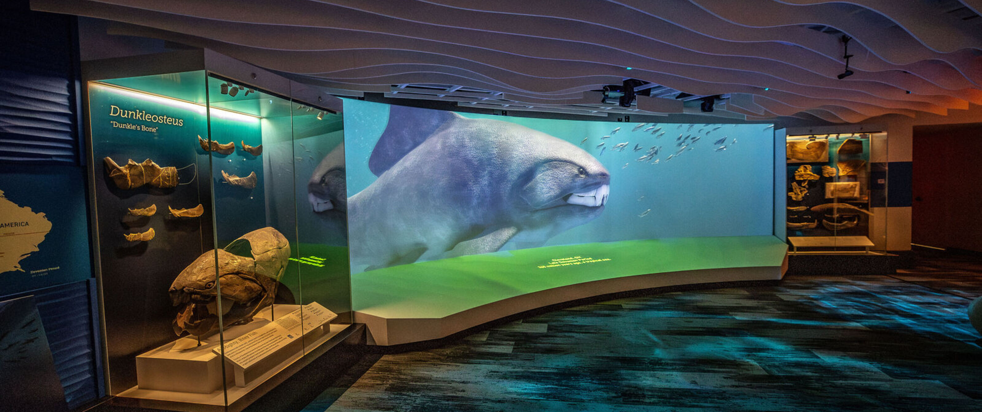 An immersive display of Dunkleosteus in the Evolving Life Wing