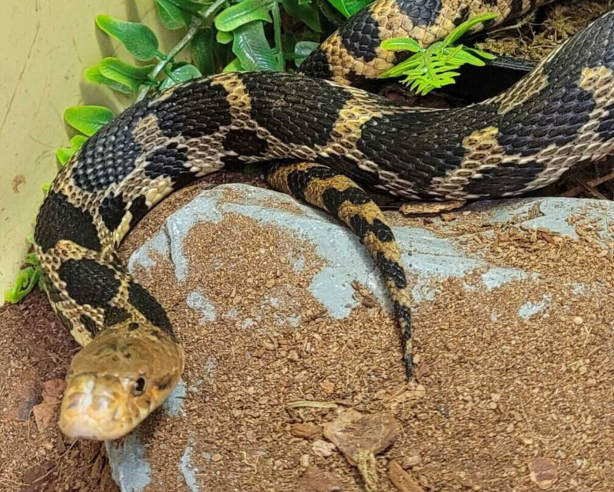 Close up picture of Cleo, the eastern fox snake