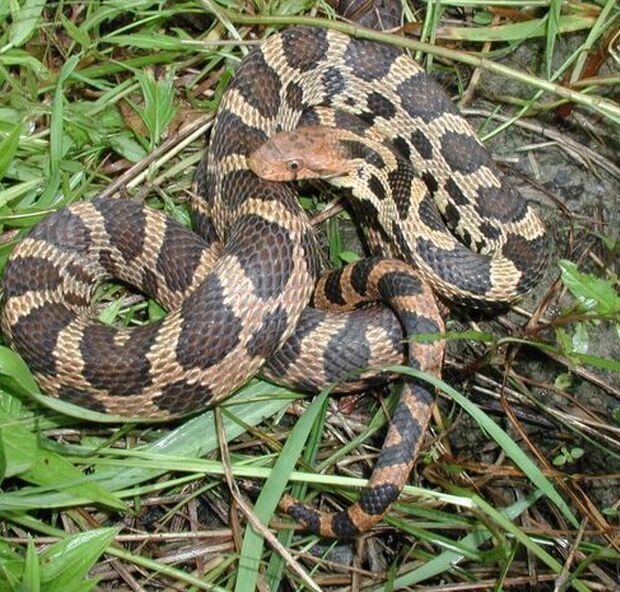 Eastern fox snake