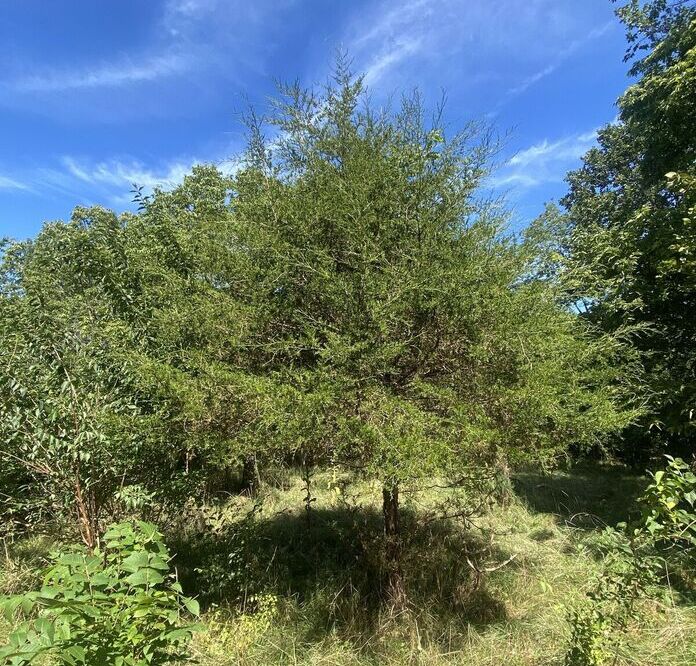 Eastern red cedar
