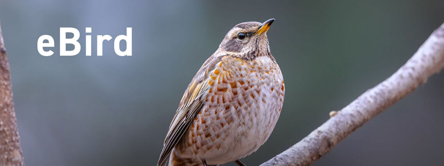 Ebird v01 cg2