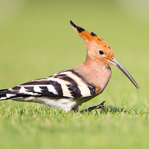 Eurasian hoopoe © Rhys Marsh