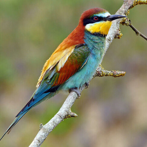 European bee eater © Josep del Hoyo