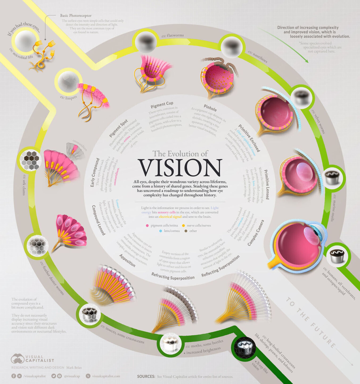 Evolution of the eye
