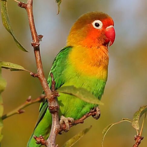 Fischers lovebird © António Gonçalves