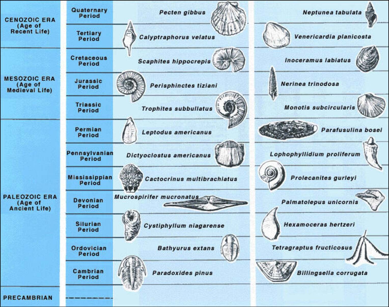 Index Fossils, image courtesy of USGS