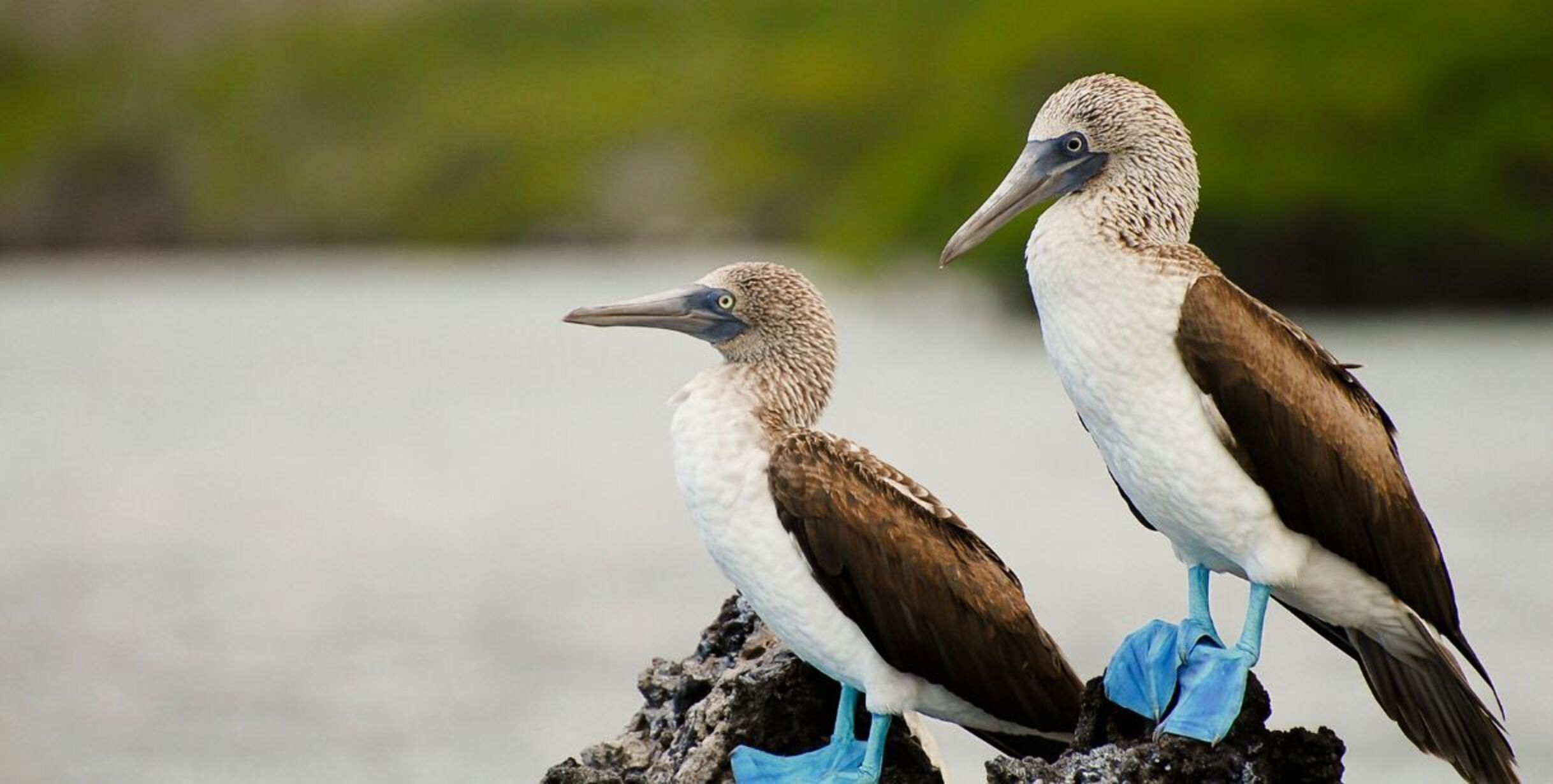 Two blue-footed boobies standing on a rock in the foreground with water and land in the background