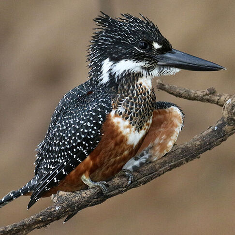 Giant kingfisher © Jay McGowan