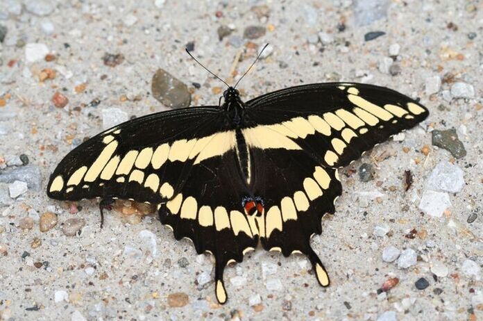 Giant swallowtail butterfly