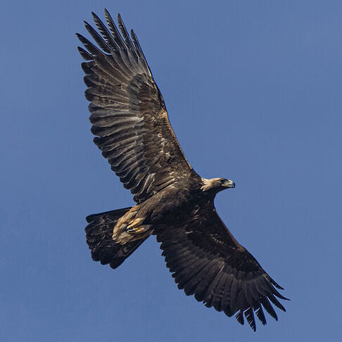 Golden eagle © Bryan Calk