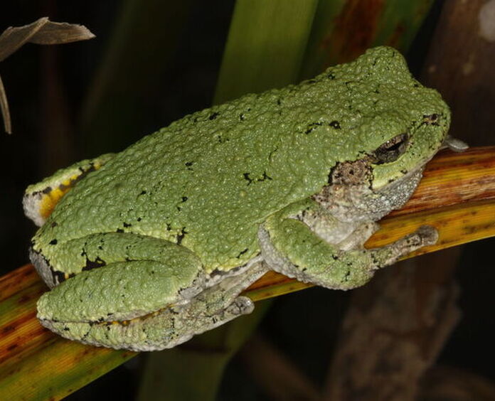 Gray tree frog