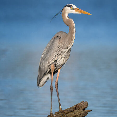 Great blue heron © Daniel Grossi