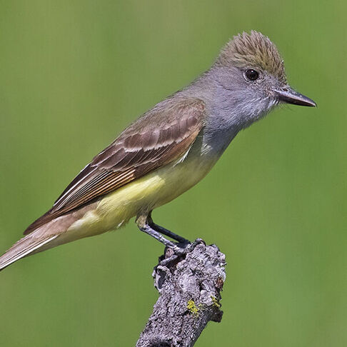 Great crested flycatcher © Jack & Holly Bartholmai