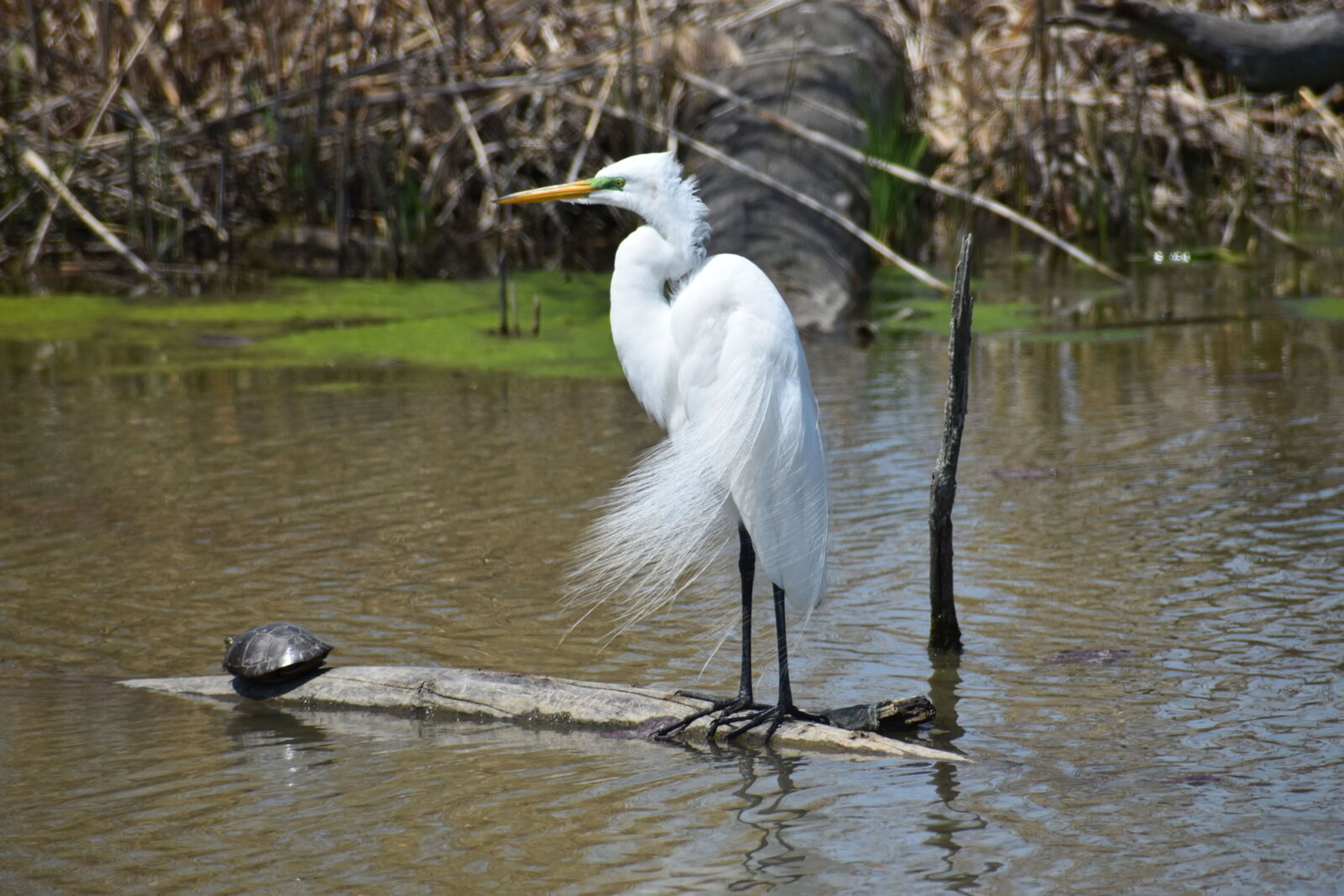 The Snowy Egret's feathers blow in the wind as it perches atop a floating log.