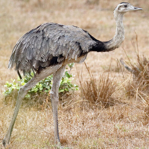 Greater rhea © Dave Curtis