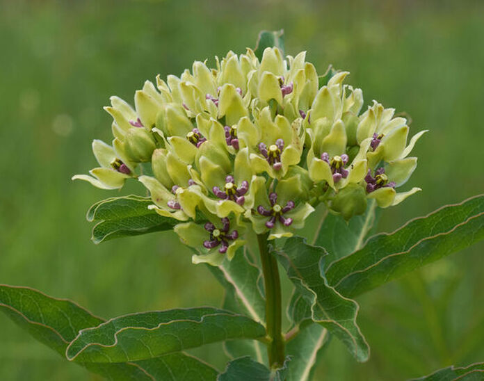 Green milkweed