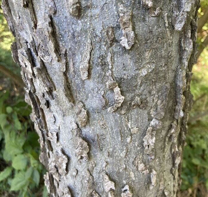 Hackberry tree bark