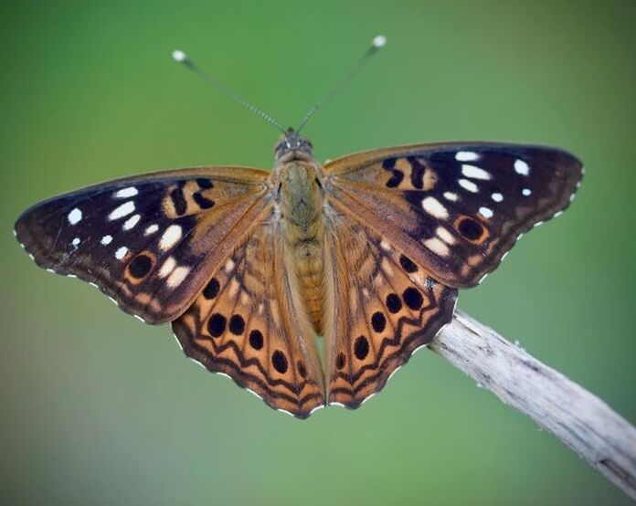 Hackberry emperor butterfly