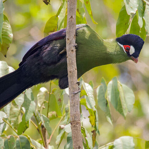 Hartlaub's turaco © Liam Ragan