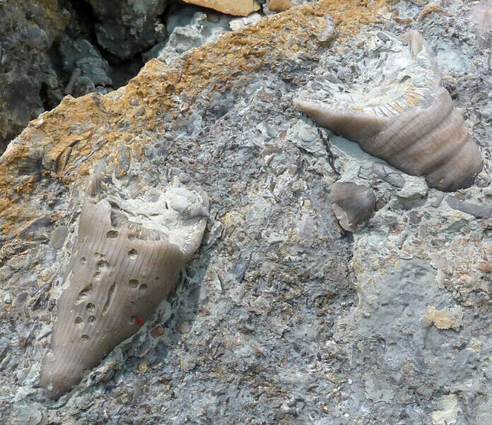 Horn coral fossil